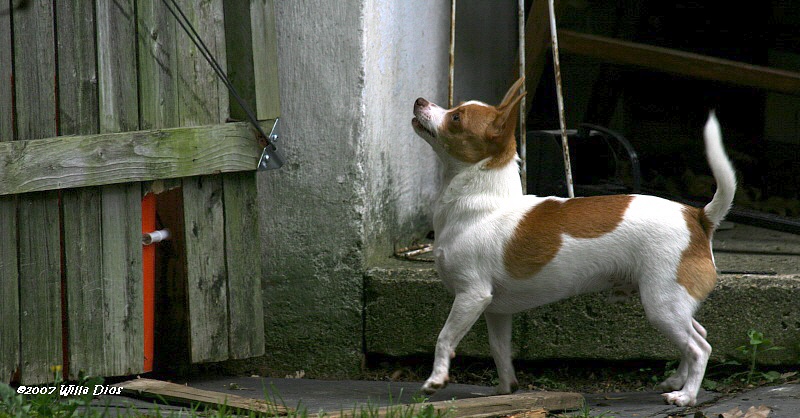 DIEGO,   PRACTICING TO BE A WATCH DOG