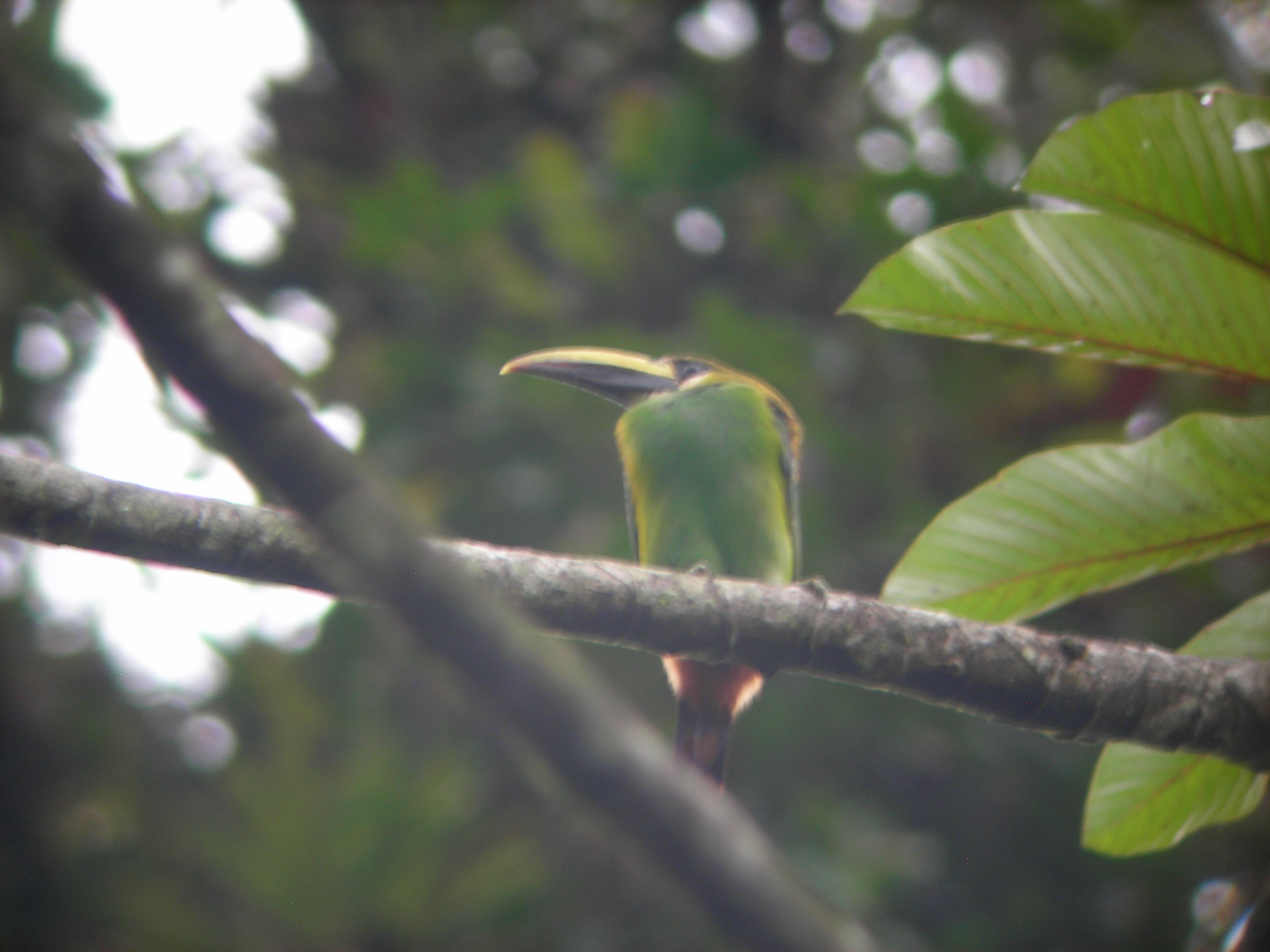 Toucaneta