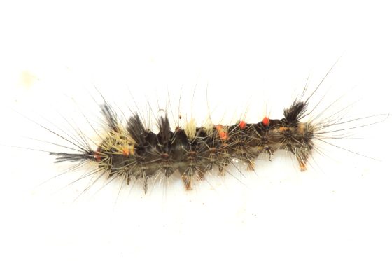 8308 - Rusty Tussock Moth - Orgyia antiqua