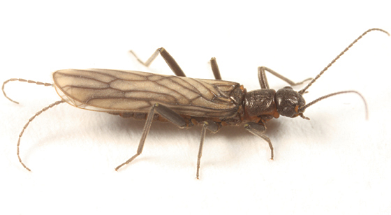Allocapnia minima