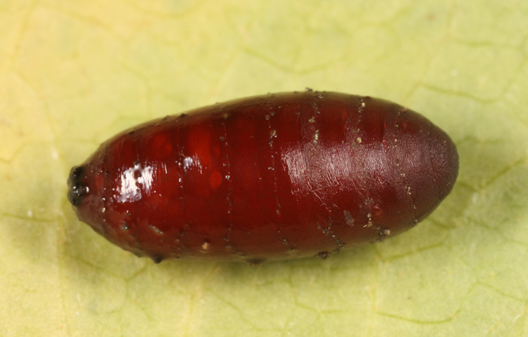 Tachinid pupa