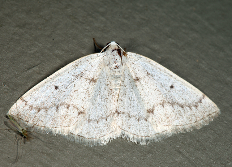 6668 - Gray Spring Moth - Lomographa glomeraria