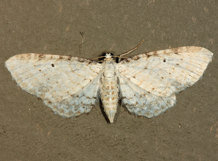 7533 - Eupithecia cretaceata