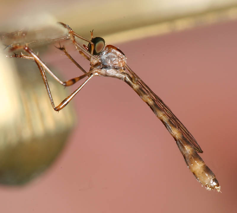 Tipulogaster glabrata