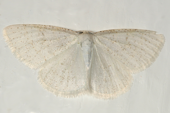 6270 - Virgin Moth - Protitame virginalis