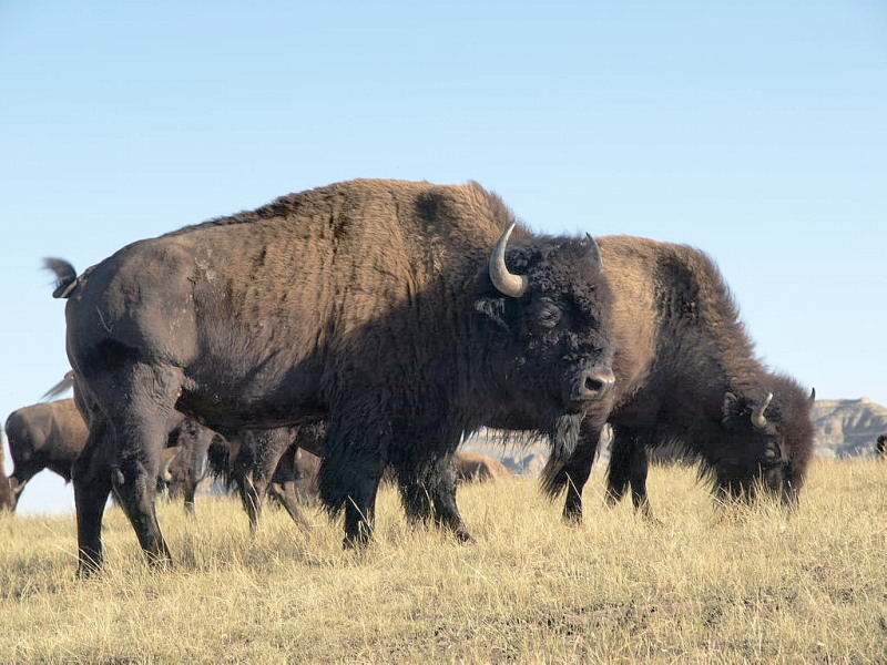 Bison