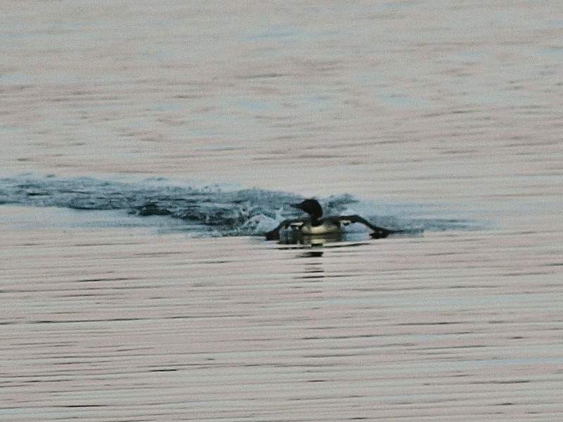 P8245540.jpg