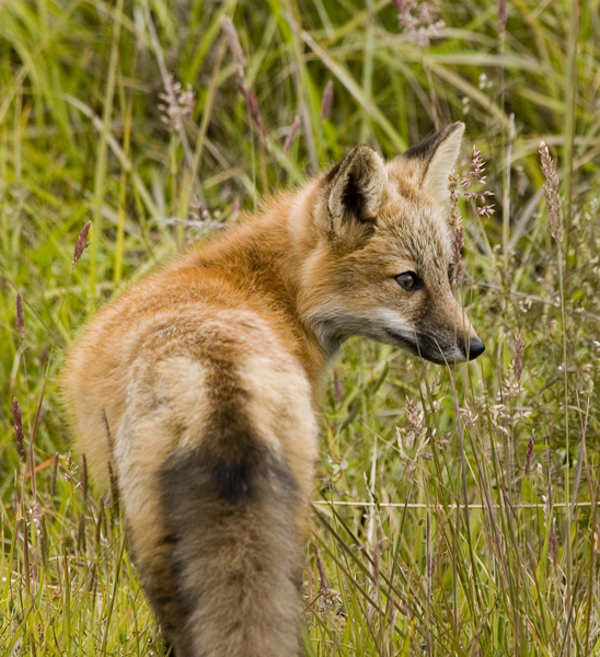 Red Fox Kit