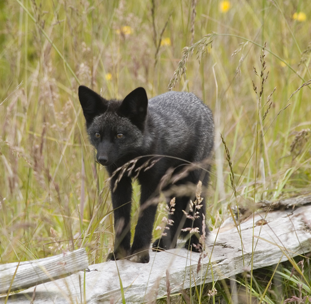 (Black) Red Fox Kit