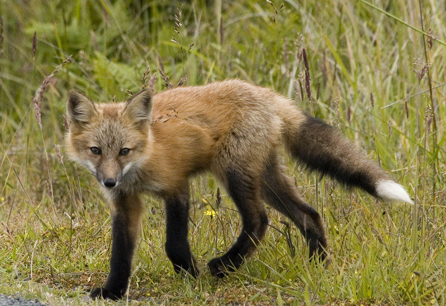 Red Fox