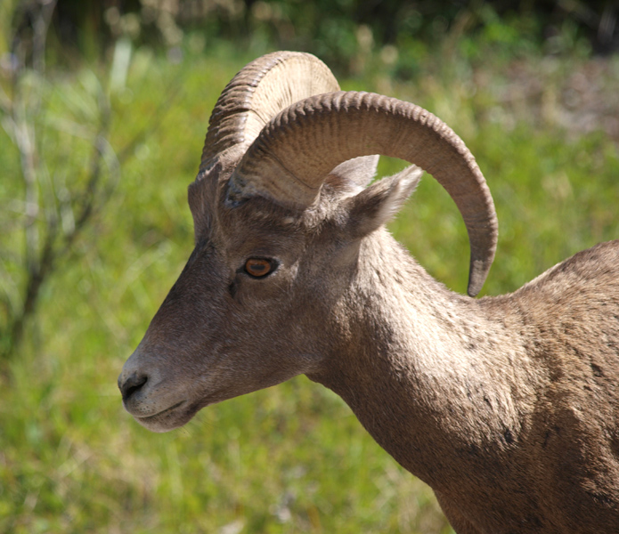 bighorn sheep
