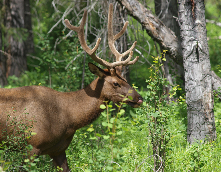 Elk