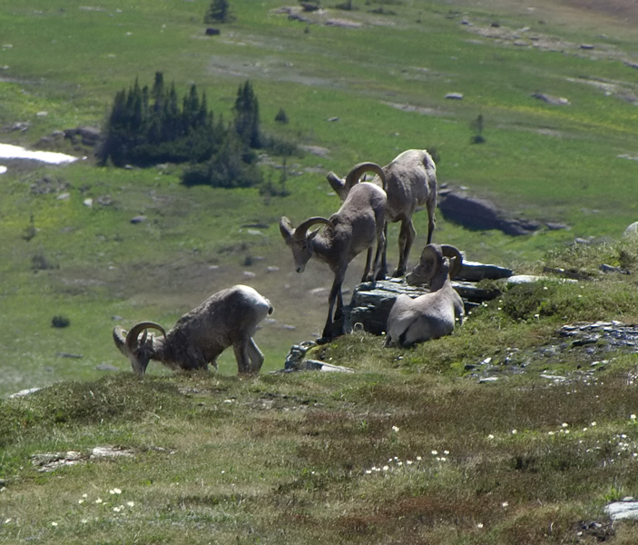 Bighorn Sheep