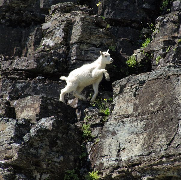Goat Kid