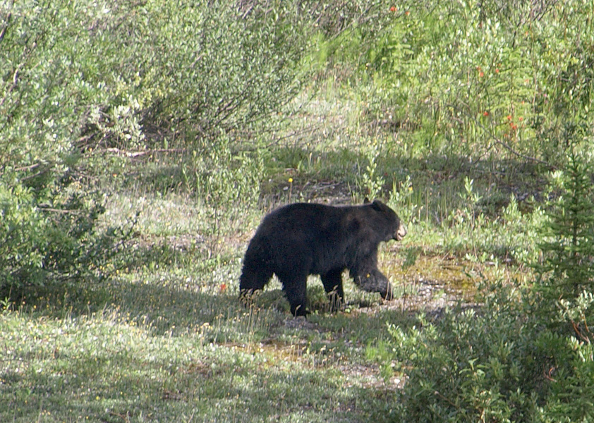 Black Bear