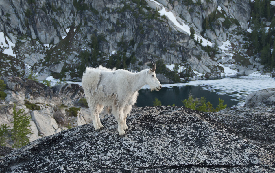 Goat and Inspiration Lake