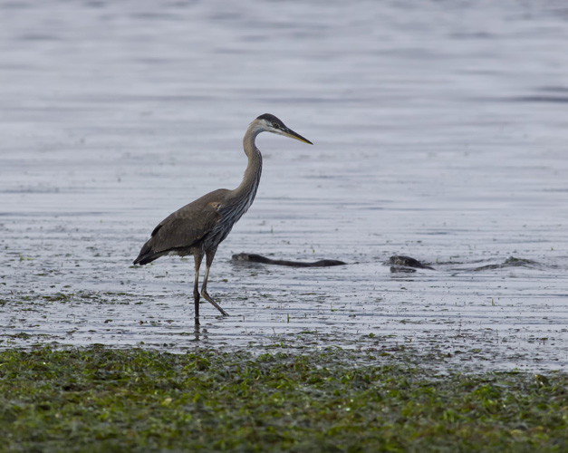 Otters and Heron