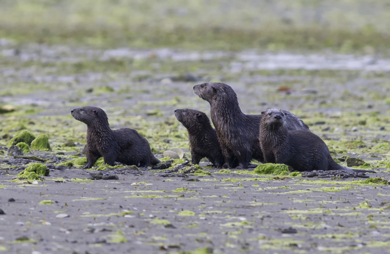 Otters