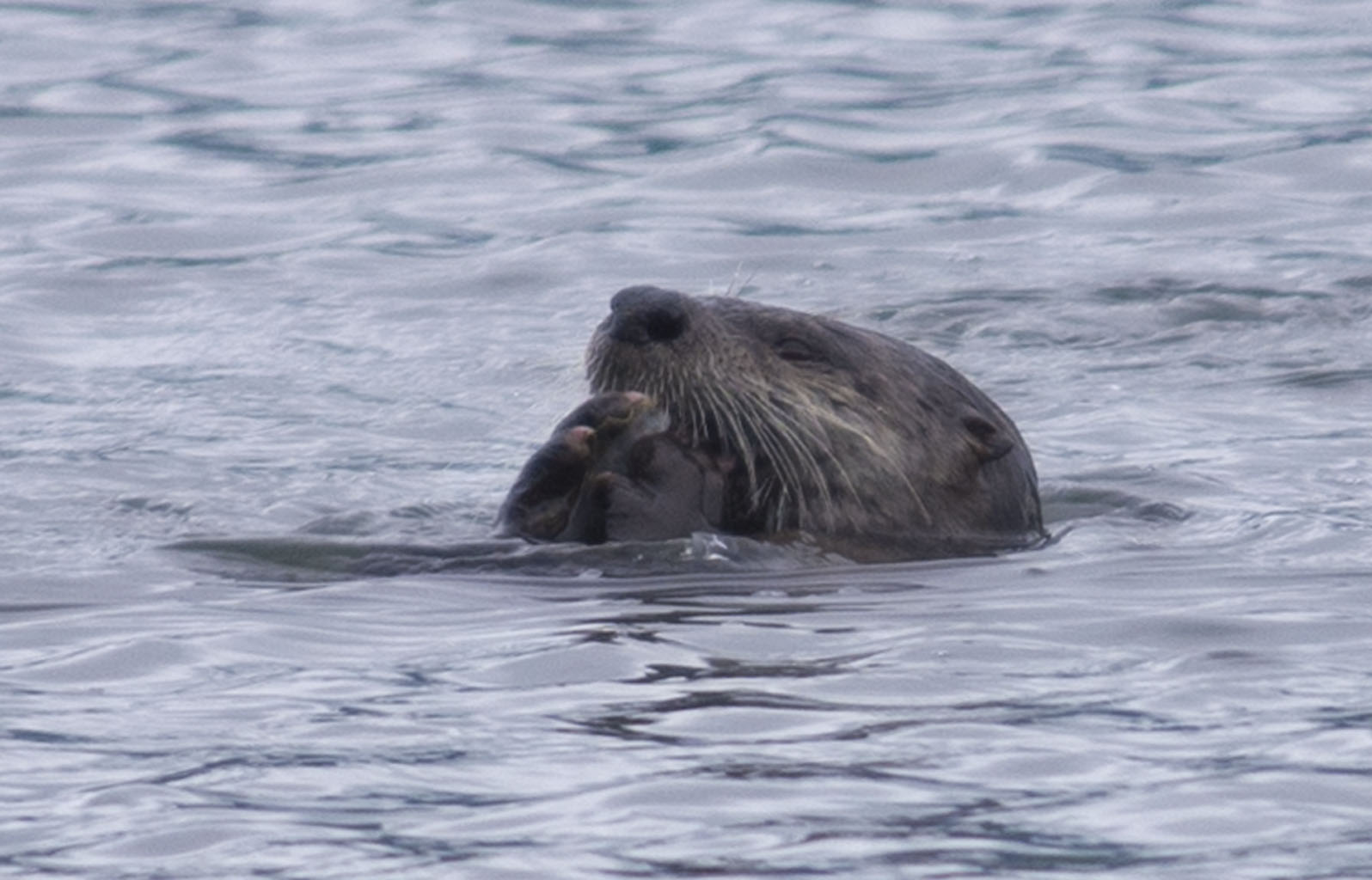 river otter
