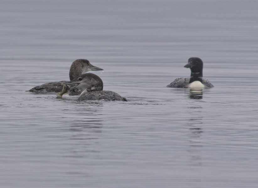 loons