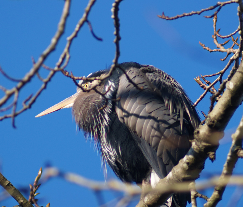 Great Blue Heron