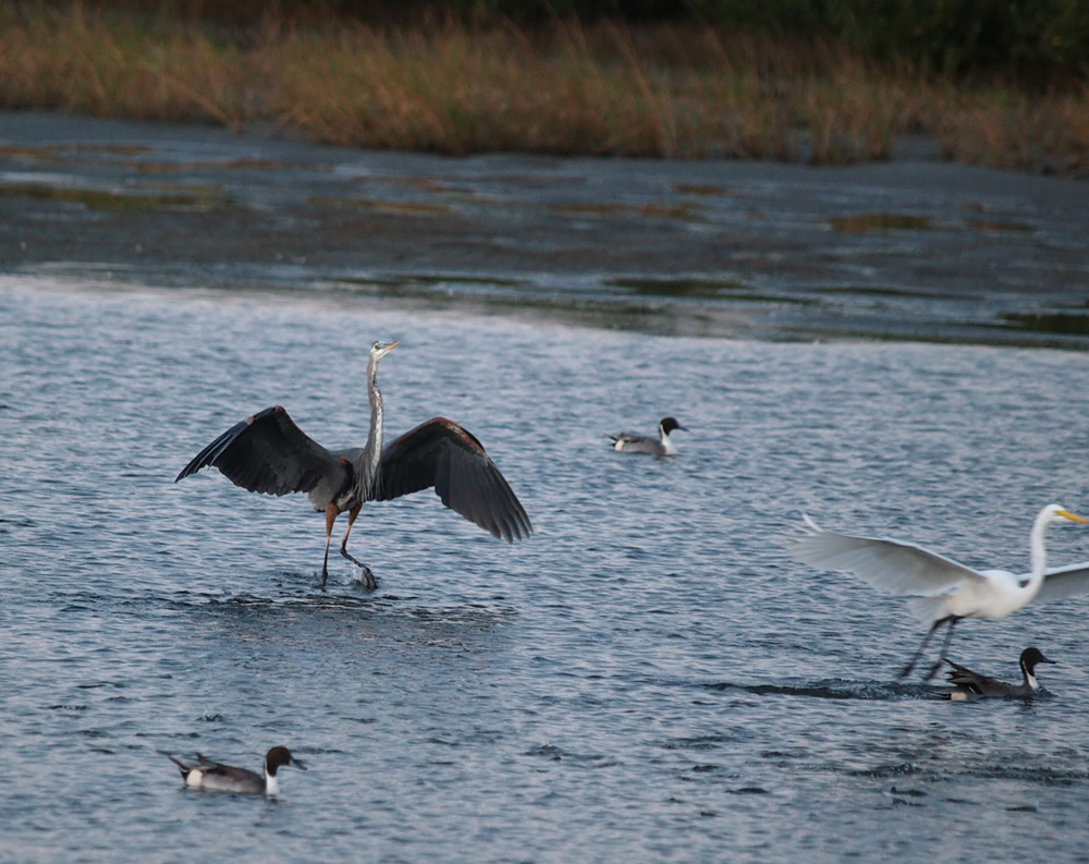 great_blue_heron06_02.jpg