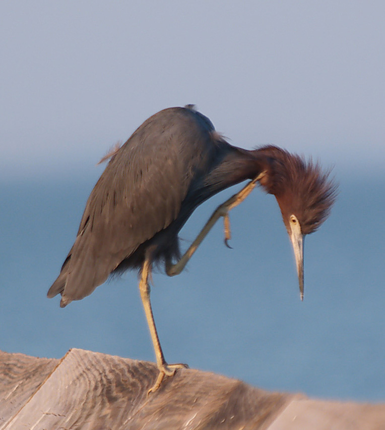 little_blue_heron06_01.jpg