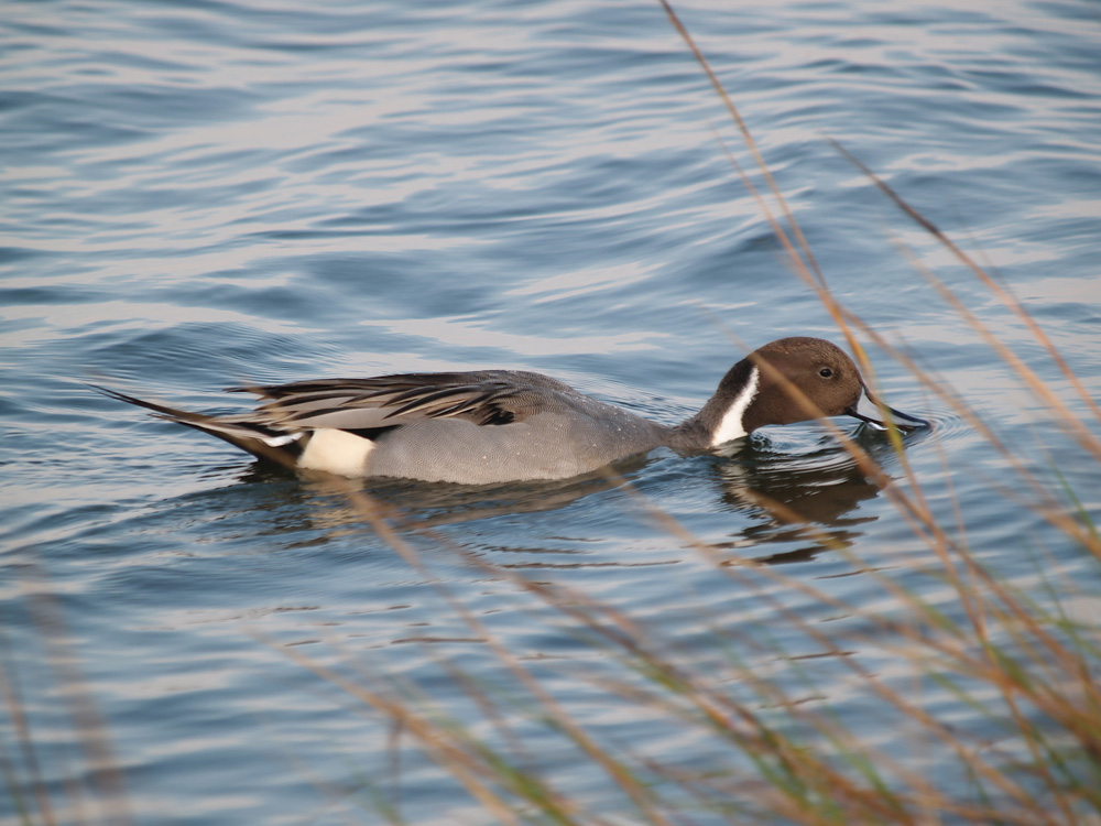 pintail06_05.jpg