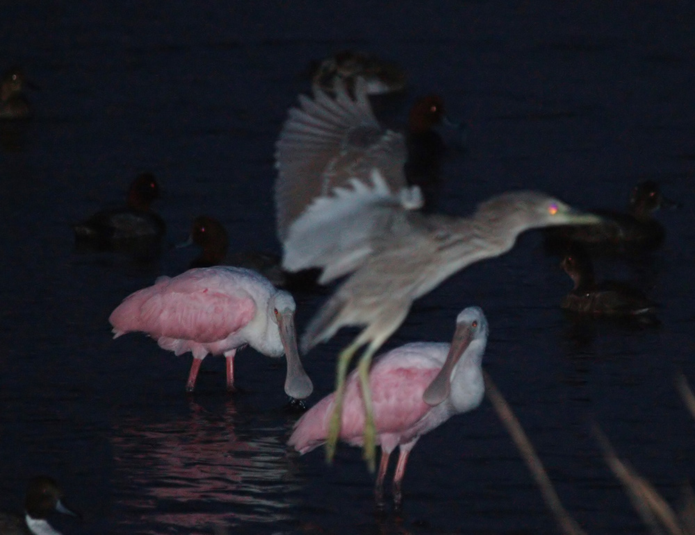 roseate_spoonbill06_01.jpg