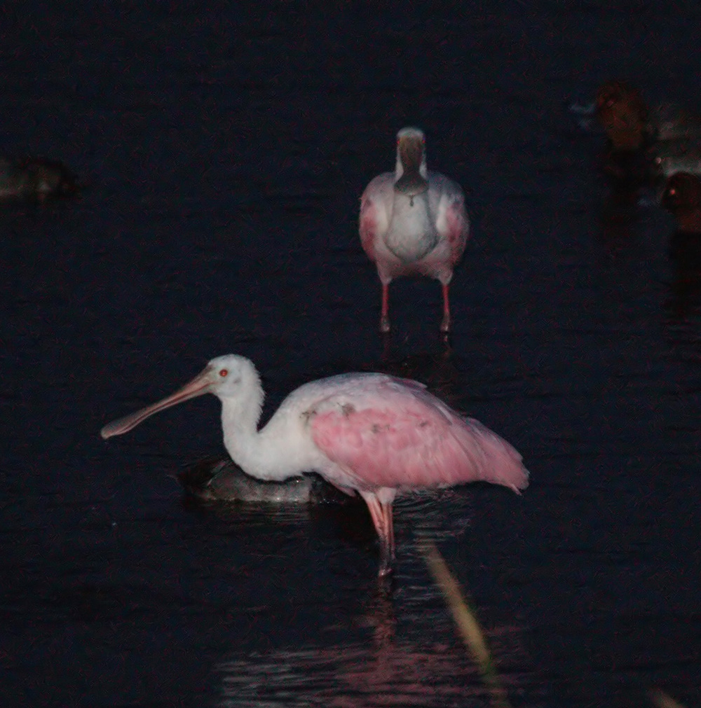 roseate_spoonbill06_02.jpg