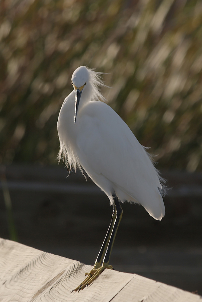 snowy_egret06_01.jpg
