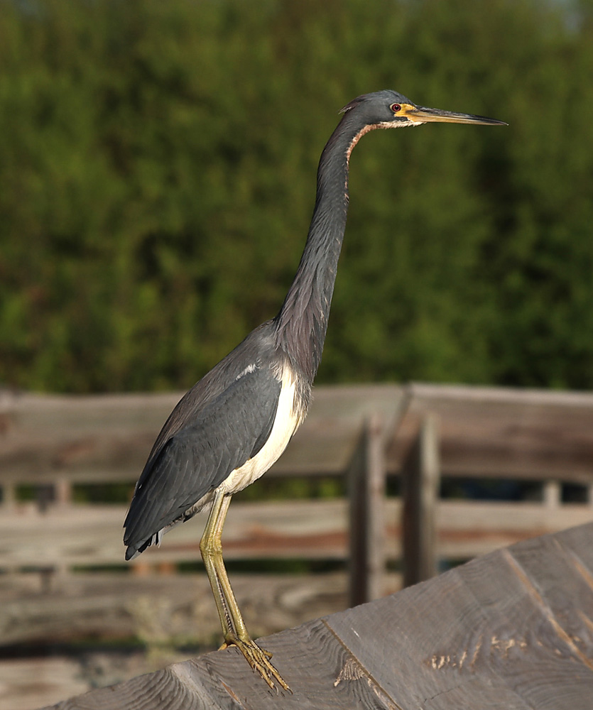 tricolor_heron06_06.jpg