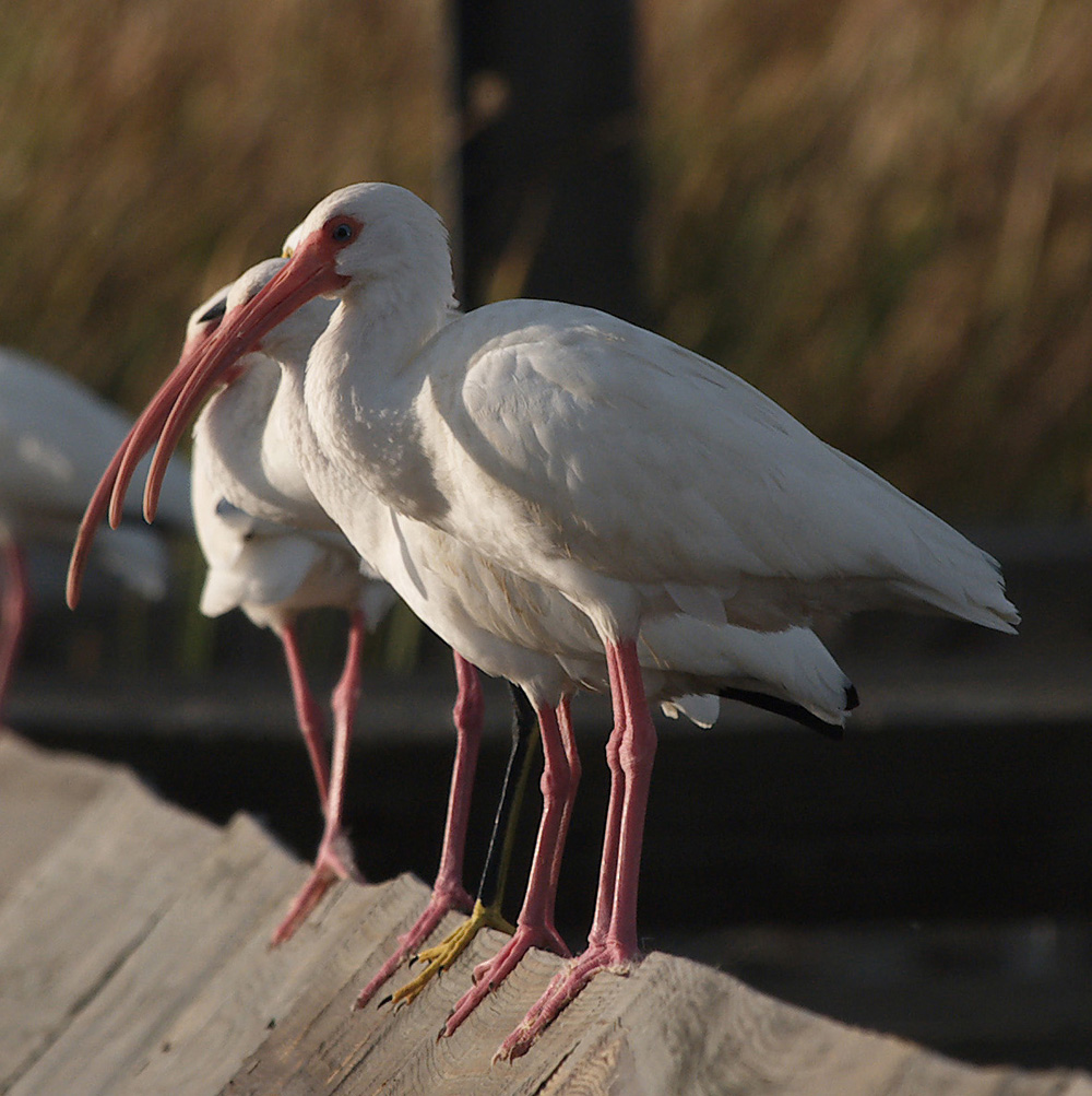 white_ibis06_01.jpg