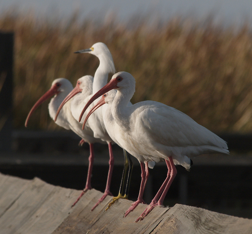 white_ibis06_02.jpg