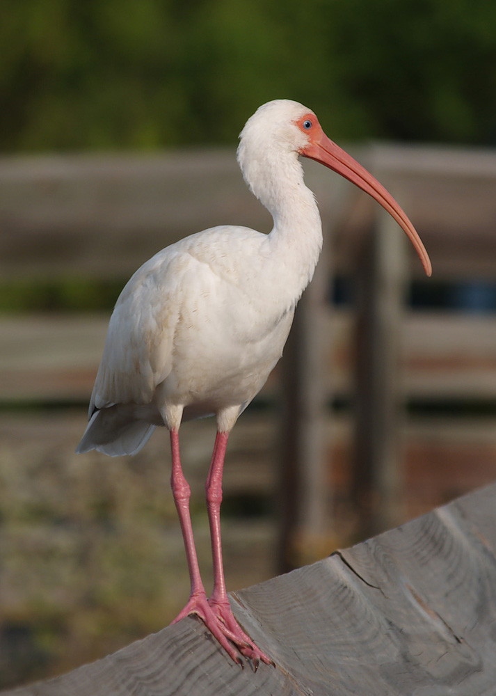 white_ibis06_05.jpg