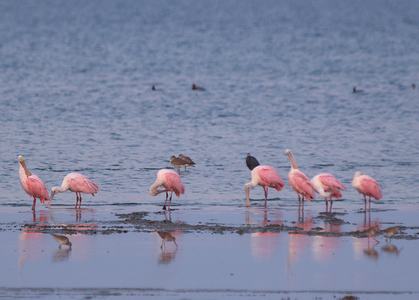 roseate_spoonbill06_04.jpg