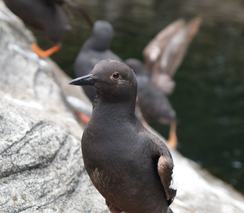 Pigeon Guillemot