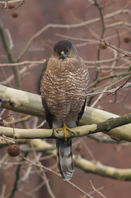 Coopers Hawk