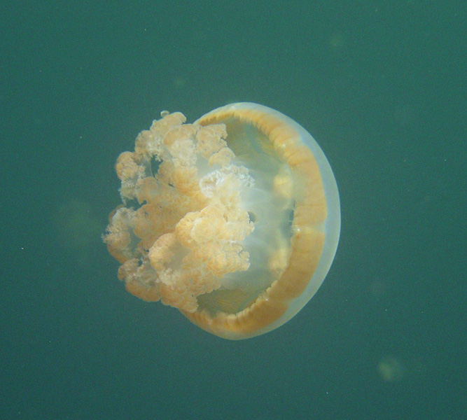 Jellyfish Lake