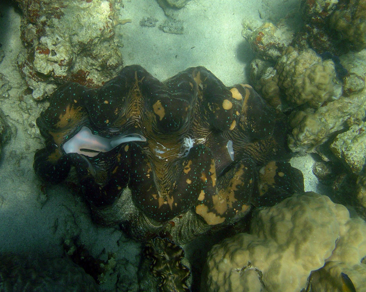 Giant Clam