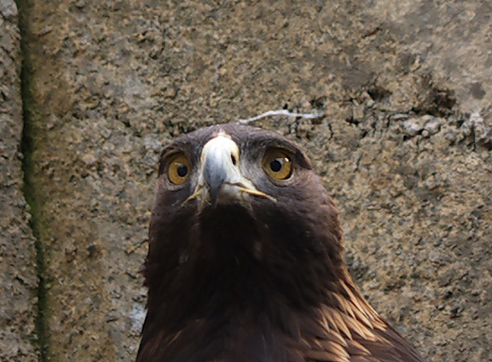 Golden Eagle