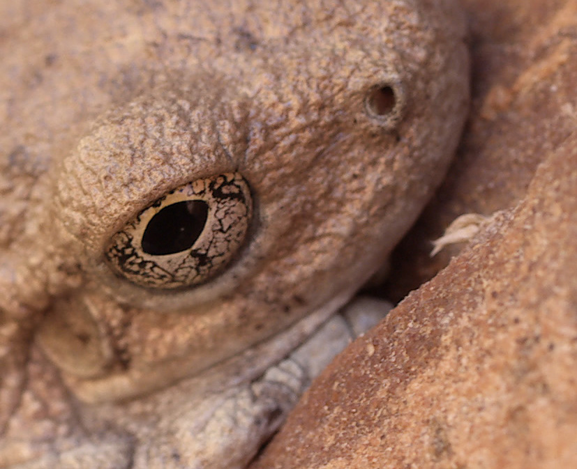 frog_eye.jpg