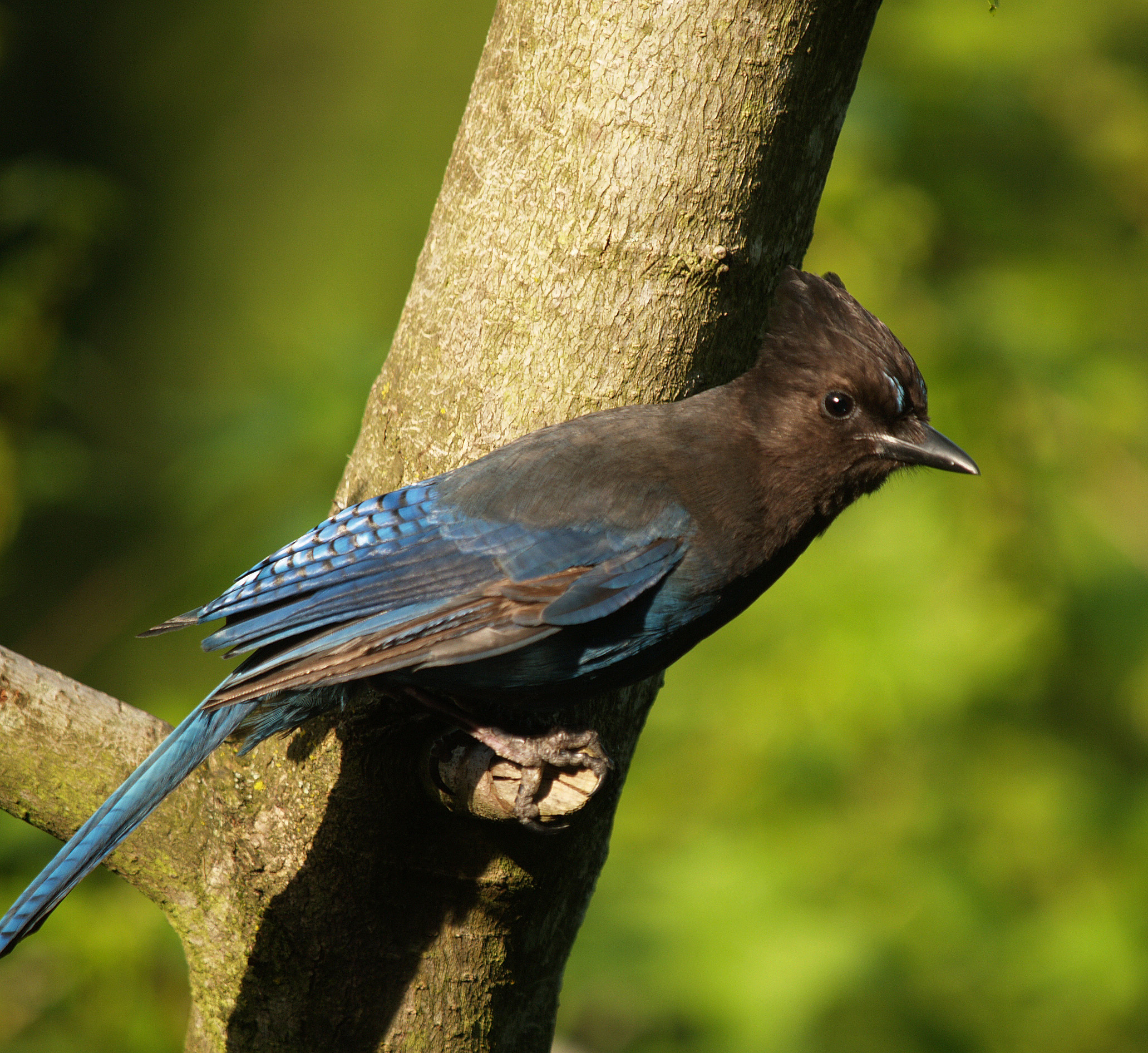steller_jay07_002.JPG