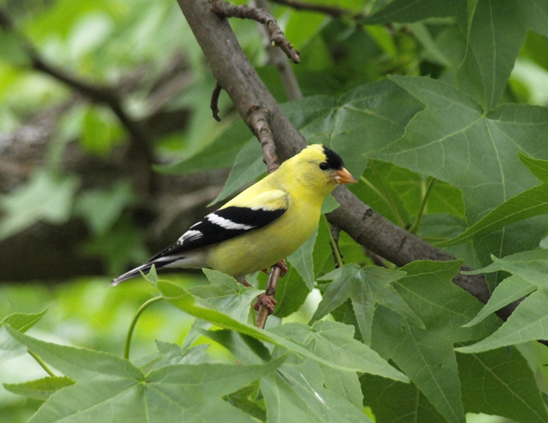 goldenfinch.JPG