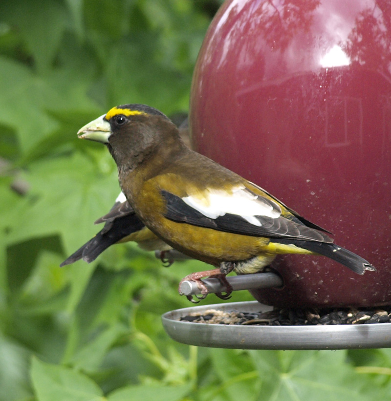 grosbeak2.JPG