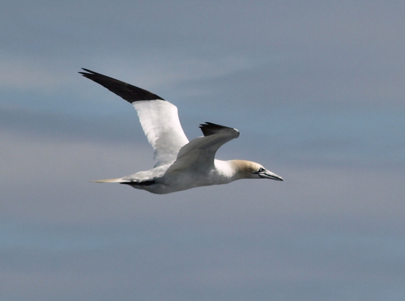 Gannet