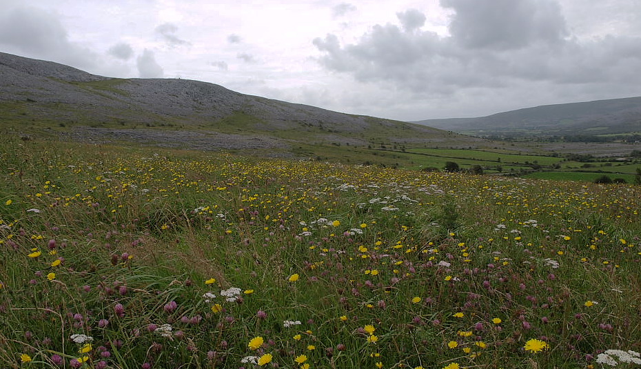Pasture in the Burren