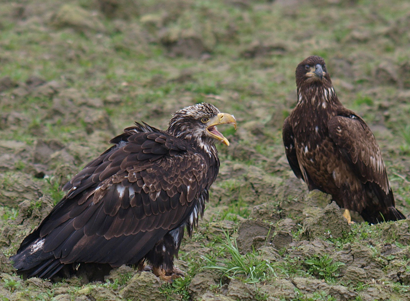 Immature Bald Eagles