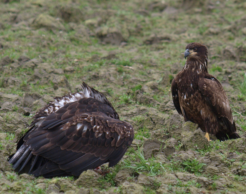 Immature Bald Eagles