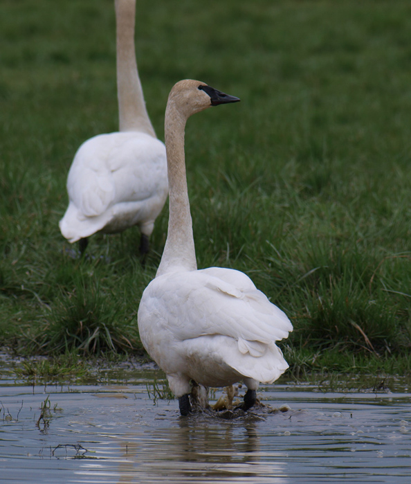 Trumpeter Swan